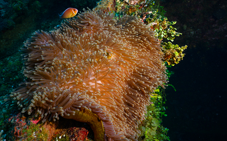 3/1/2023 - Dive 1 - Fujikawa Maru<br>While I never dove any actual reefs in Truk, some of the shipwrecks had extensive coral and anemones growing on them.