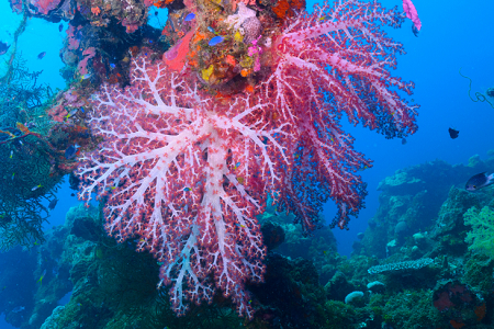 3/3/2023 - Dive 4 - Fujikawa Maru