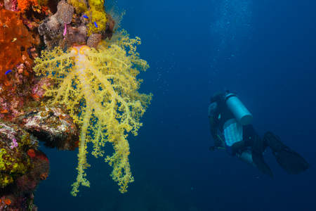 3/3/2023 - Dive 5 - Fujikawa Maru