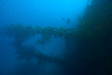 3/6/2023 - Dive 8 - Yamagiri Maru<br>Ship on its side, typically murky.