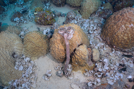 3/6/2023 - Dive 9 - Kansho Maru<br>We saw a few gas masks.  Some diver has found one and left it on this coral head.