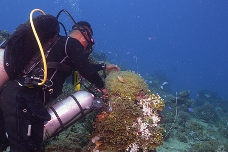 3/8/2023<br>The divemaster plays with Clownfish in an anemone.