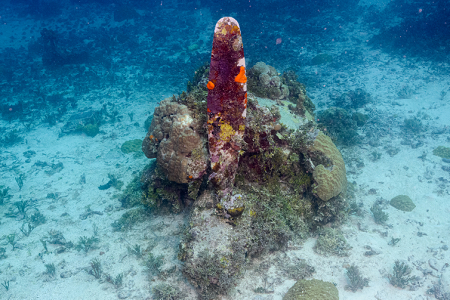 3/9/2023 - Dive 13 - Betty Bomber<br>On this dive we went to the Betty Bomber. (Betty is the US nickname for that aircraft type, a carrier-based bomber.)  When this one crashed, the engines ripped loose and carried on some distance in front of the rest of the plane.  This is one engine.