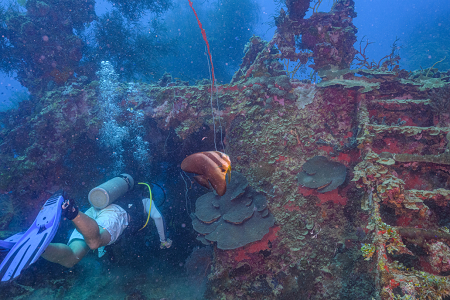 3/10/2023 - Dive 14 - Shinkoku Maru<br>A pesky Batfish is photo-bombing us!