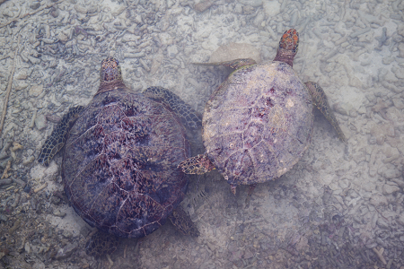 3/11/2023<br>On the island tour, we stopped at small park called Rachel's Beach, paid $3 each, and saw a small pool with several turtles and two sharks.  It was a nice place to visit.